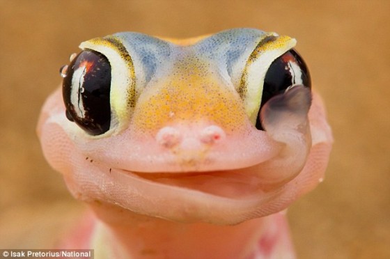 Just a gecko using its tongue to drink dew from its own eyes.